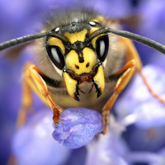 Wasp
